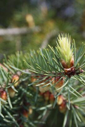 Pine buds for tincture of cervical osteochondrosis