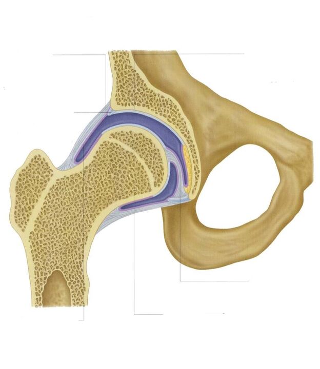 cross-sectional hip joint
